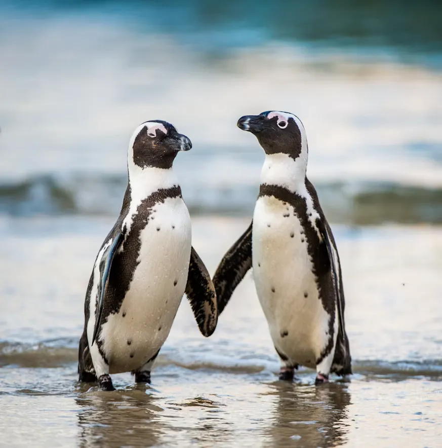 Sea Lions, Humboldt Penguins, and Marine Fauna - 2